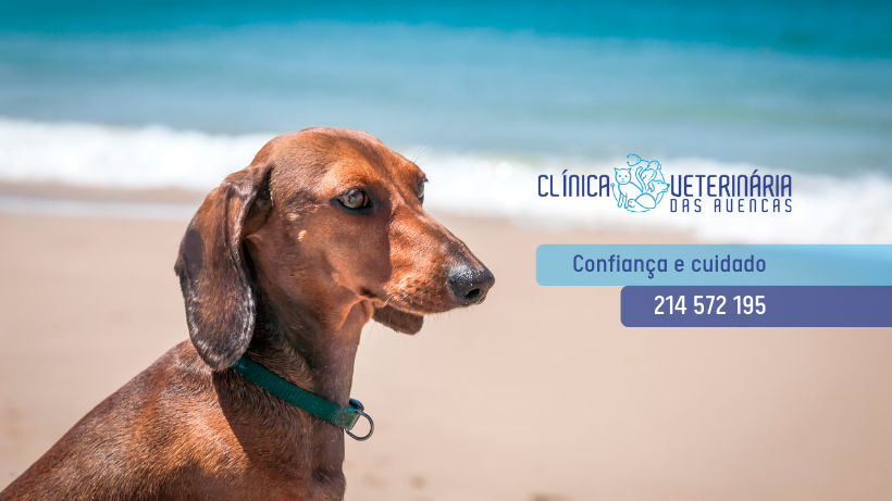 Clínica Veterinária das Avencas - Image 23