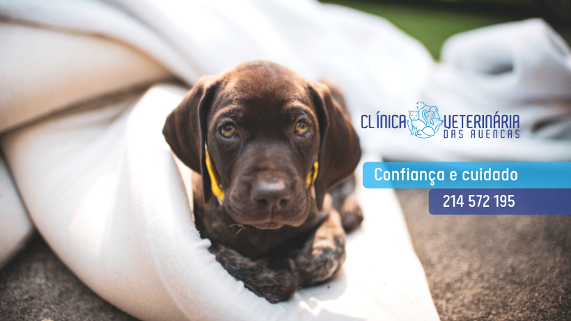Clínica Veterinária das Avencas - Image 22