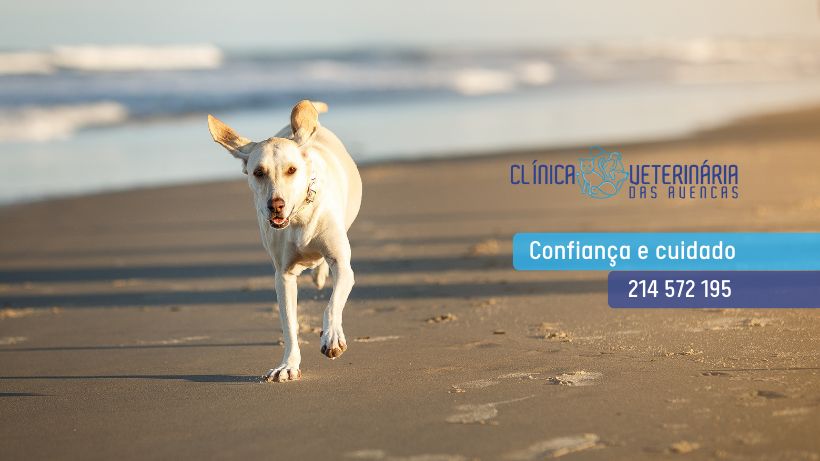 Clínica Veterinária das Avencas - Image 20
