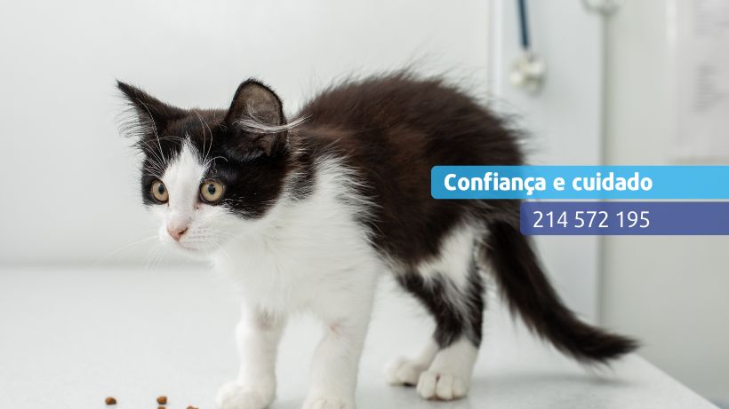 Clínica Veterinária das Avencas - Image 19