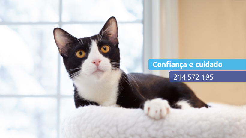 Clínica Veterinária das Avencas - Image 18