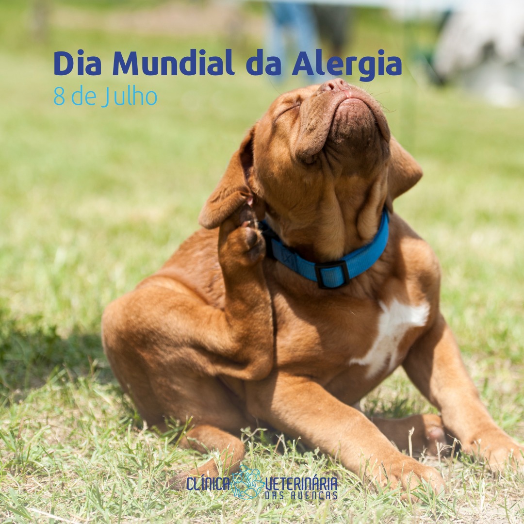Clínica Veterinária das Avencas - Image 16