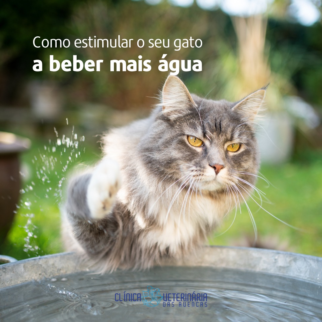 Clínica Veterinária das Avencas - Image 13