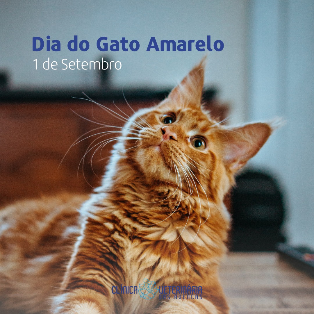 Clínica Veterinária das Avencas - Image 5